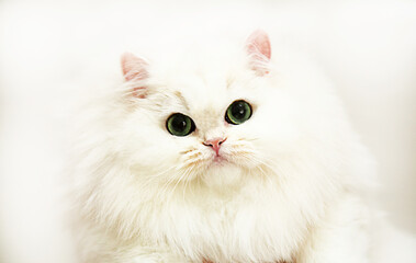 The cat is a British breed of white color Looking straight at a white background