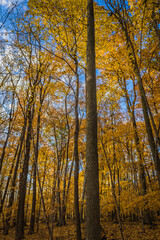 Hiking in the woods during fall in Mont Saint Bruno National Park, in Monteregie region of Quebec, Canada