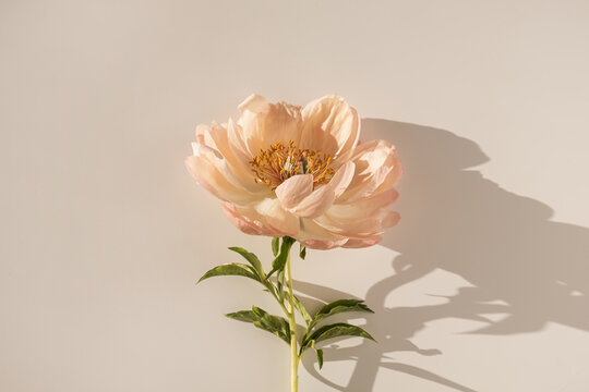 Peachy peony flower on white background. Minimal stylish still life floral composition
