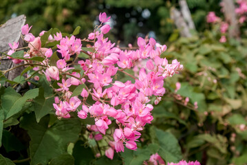 Mexican Creeper (Antigonon leptopus) in park, Nicaragua