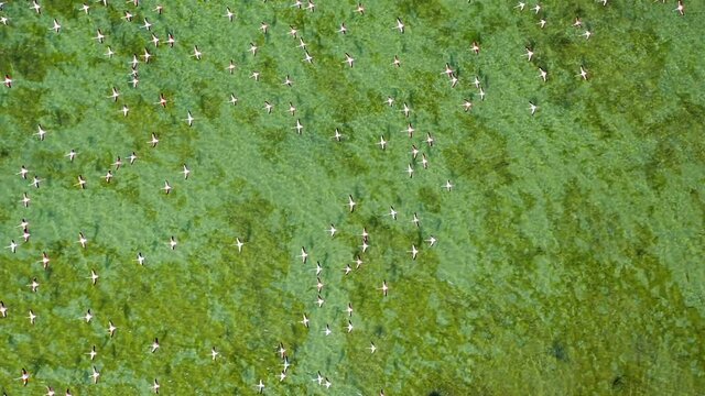 4K: Top view of Flamingos birds flying over the Umm Al Quwain Mangrove Beach in the United Arab Emirates