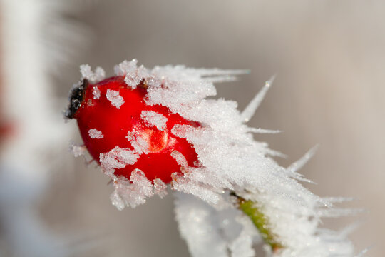 Rosehip with ice crystals in sunny December