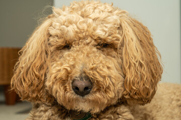 Fototapeta premium Mocha Australian Labradoodle