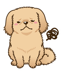 不満があるペキニーズ（レッド系）