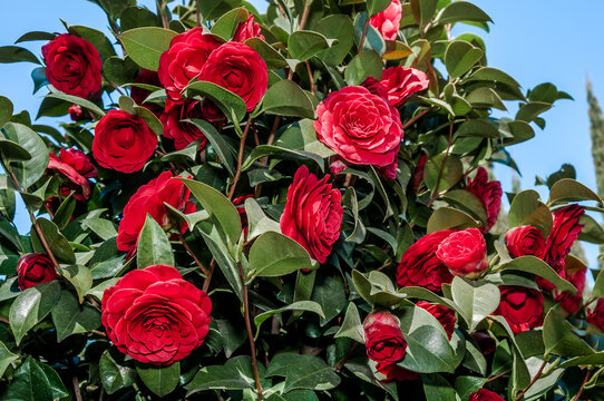 Japanese Camellia (Camellia japonica) in park, Crimea