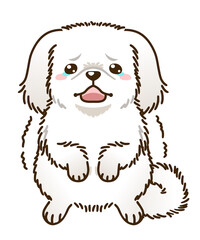 おびえるペキニーズ（白）