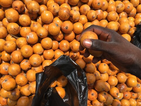 Agbalumo (African star apple)