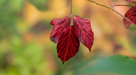 Brombeerblatt im Herbst - Rubus sect. Rubus