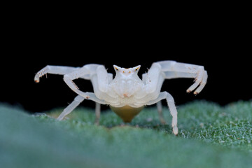 Thomisus Spider black