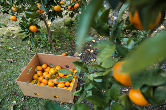 Box of Fresh Picked Oranges