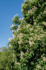 Horse-chestnut (Aesculus hippocastanum) in park