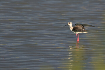 Black-Winged Stilt in Shallow Water. Wader bird stilt. Water bird pied avocet feeding in the lake. The pied avocet is a large black and white wader with long, upturned beak. Odessa Oblast, Ukraine.