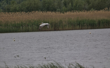 A pink backed pelican flies with outstretched wings. Colorful nature background. Natural habitat. This is a wildlife photography of a bird in the wild. Location: Danube Delta. Odessa Oblast, Ukraine.