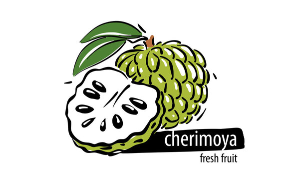 Drawn vector cherimoya on a white background