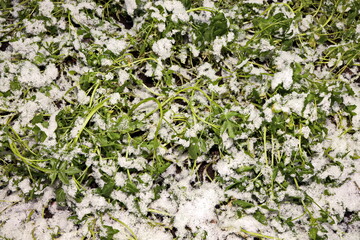 Grass in the winter garden. First snow. A bunch of green grass and bushes covered with snow in sunny day, natural background