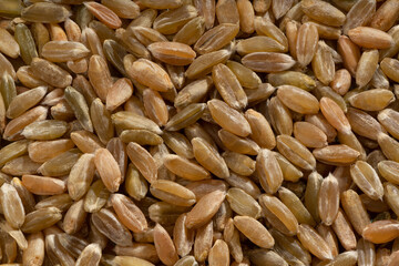 Detailed and large close up shot of unripe spelt grain.