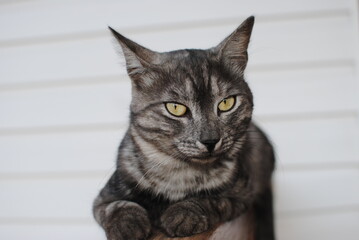 Striped cat, a cross between a breed of tabby mackerel, lies on a wooden bench against a background of white siding