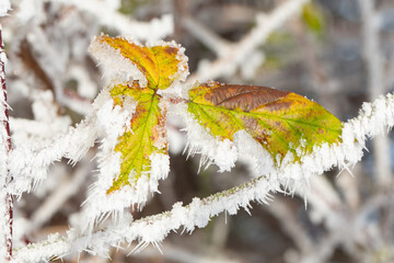 Yellow leaves with ice crystals in cold sunny January