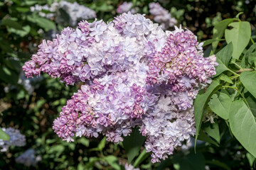 Common Lilac (Syringa vulgaris) in park, Central Russia