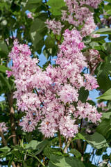 Common Lilac (Syringa vulgaris) in park, Central Russia