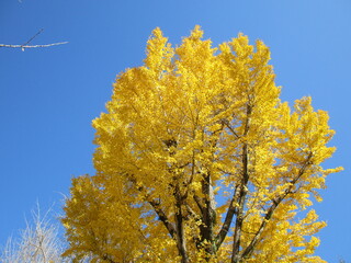 黄色く色付いた、晩秋のイチョウ