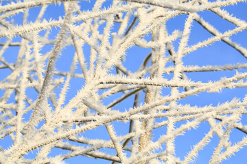 Plants with ice crystals in sunny December