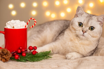 A white cat lies in the evening, on a white knitted blanket with red cup cocoa