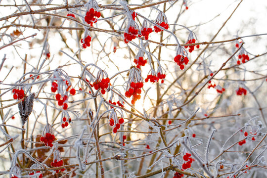 Red berries of a viburnum in sunny cold December