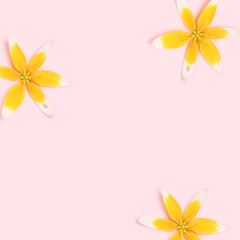 Obraz premium Yellow wild tulip flowers on a pink pastel background. Place for text.