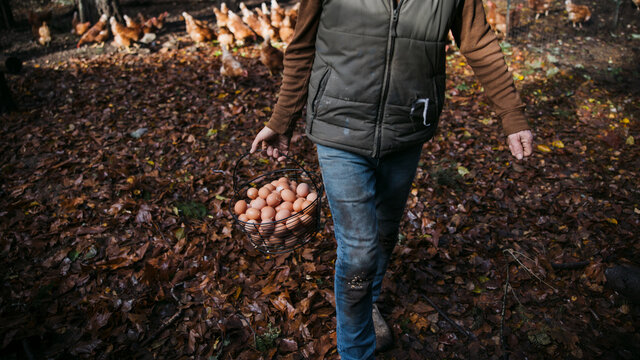 Older man working on chicken farm.