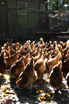 Chickens with tails in the air.