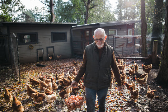 Older man working on chicken farm.