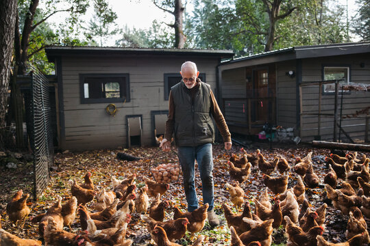 Older man working on chicken farm.