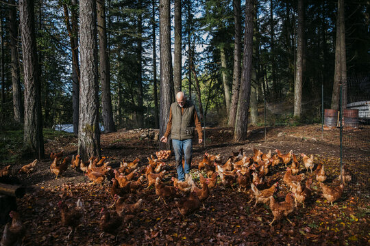 Older man working on chicken farm.