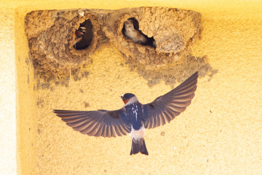 Cliff Swallow Nest