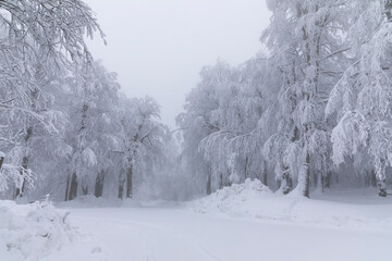 snowy trees all white amazing snow view, Kartepe, Kocaeli, Turkey