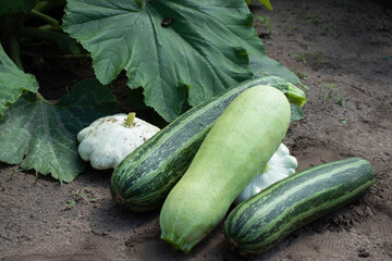 Zucchini and squash are in the garden. Harvesting, gardening. The photo