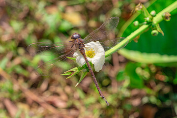 Dragonfly perching on small white flower is blooming on the stem in the meadow