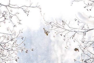 Little songbird is sitting on the branch of tree with frost in a fairy-tale snowy forest. Christmas...