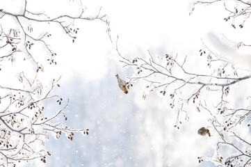 Little songbird is sitting on the branch of tree with frost in a fairy-tale snowy forest. Christmas image. Winter wonderland. Copy space. Concepts: nature, wildlife, seasonal, bird