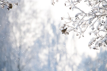 Little songbird is sitting on the branch of tree with frost in a fairy-tale snowy forest. Christmas...