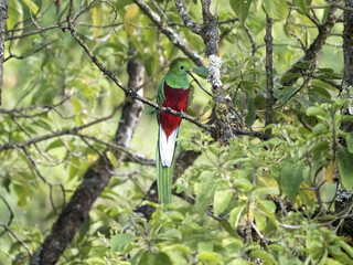 Resplendent quetzal, Pharomachrus mocinno, is difficult to photograph in the morning mist. Dota. Costa Rica