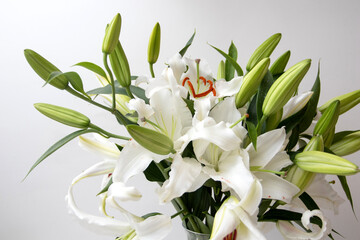 A bouquet of beautiful white lilies of flowers