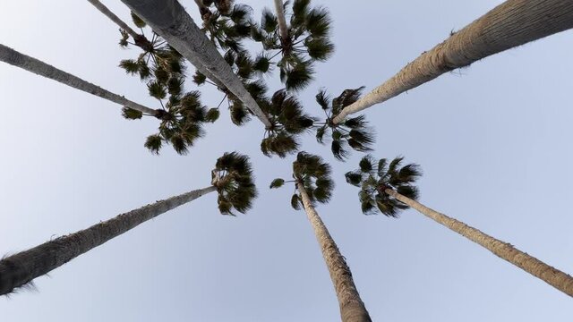 Washingtonia filifera palm trees California style