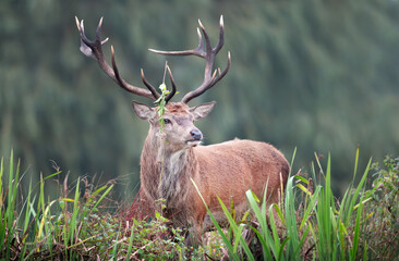 Naklejka na ściany i meble Red deer stag with flowers on antlers during rutting season in autumn