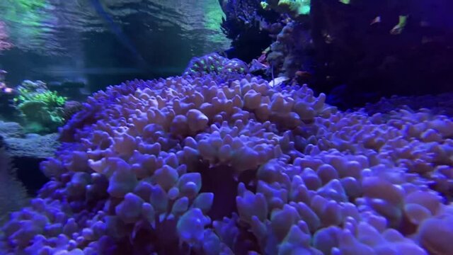 anemone underwater at MOA sea life aquarium