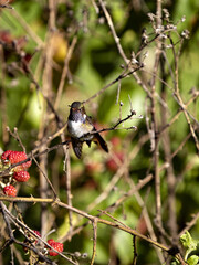 Violet-headed hummingbird, Klais guimeti, San Gerardo de Dota, Costa Rica.
