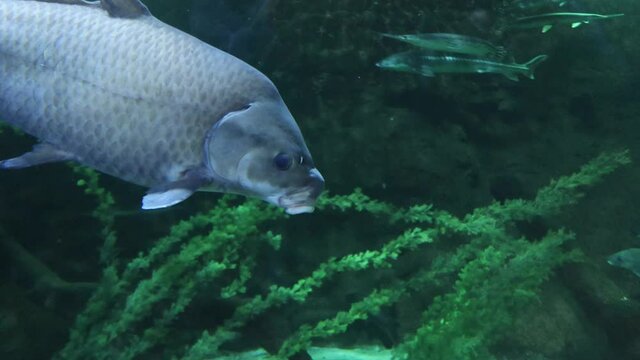 Fishes inside a water tank MOA sea life aquarium
