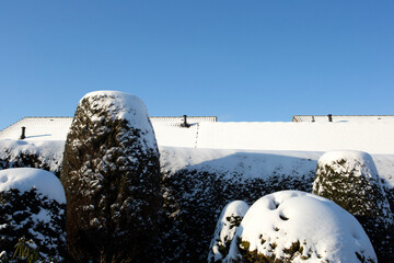 Green hedge covered with snow at winter with a bright blue sky and rooftops cozy homes, copy space...