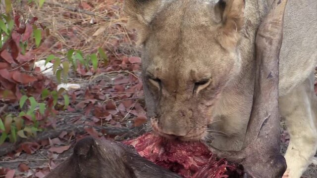 front view of lioness biting and chewing the flesh of a previously killed wildebeest